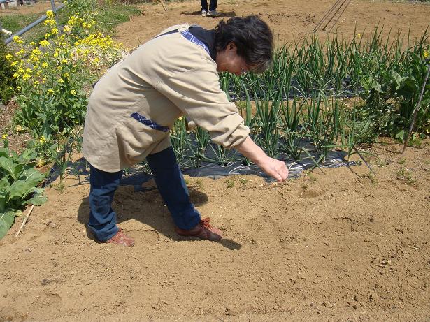 小松菜種まき2009-04-06s.JPG